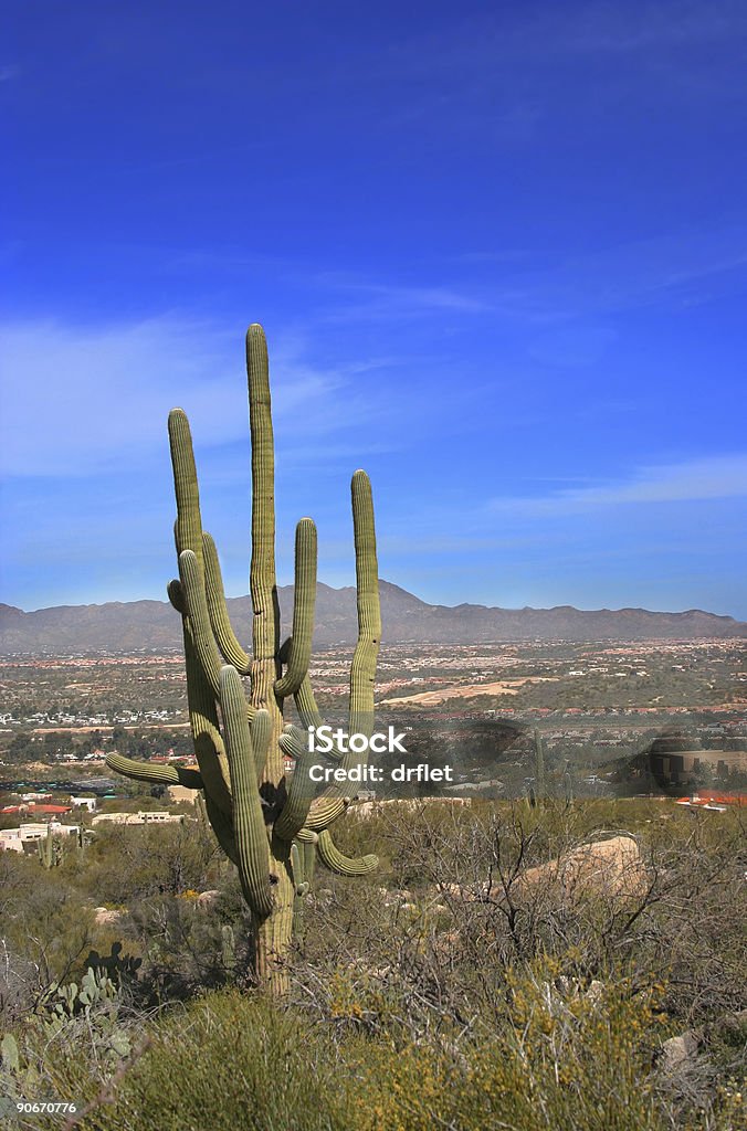 Cactus de Arizona - Foto de stock de Afilado libre de derechos