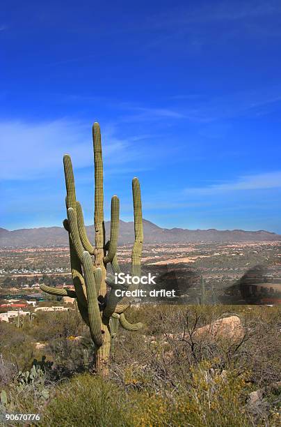 Cactus De Arizona Foto de stock y más banco de imágenes de Afilado - Afilado, Agua, Aire libre