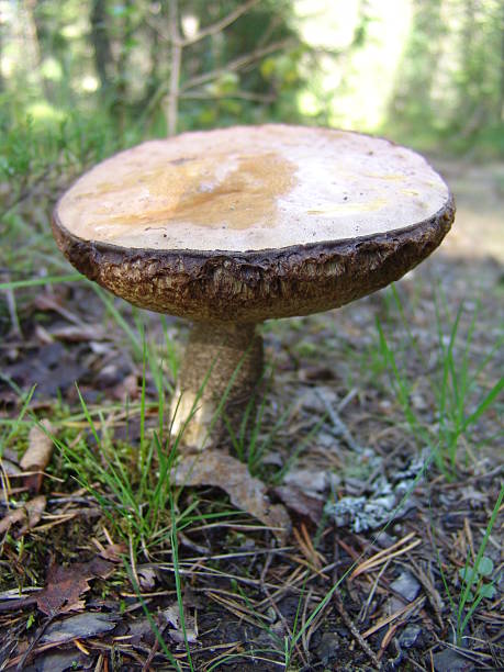 Mushroom stock photo