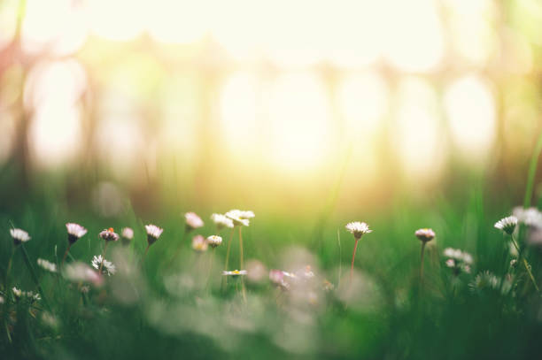 istock Daisy Flower In The Morning 906708578