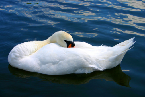 White swan floats in water