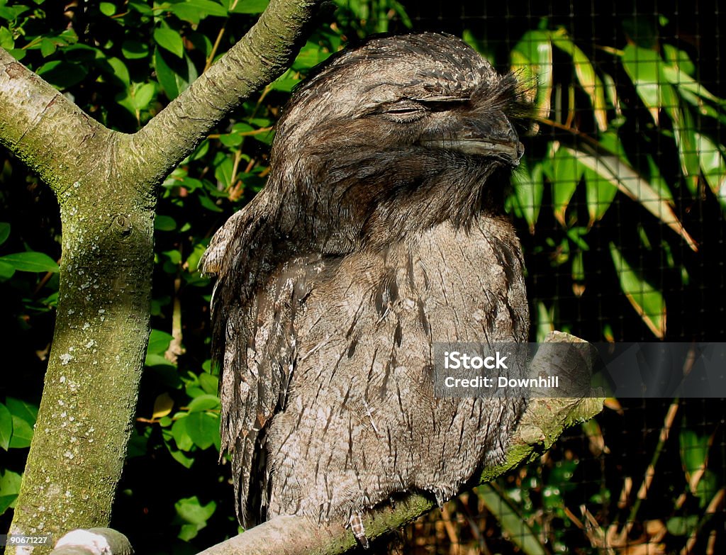 Owl Sleeping in the Sun  Bird Stock Photo