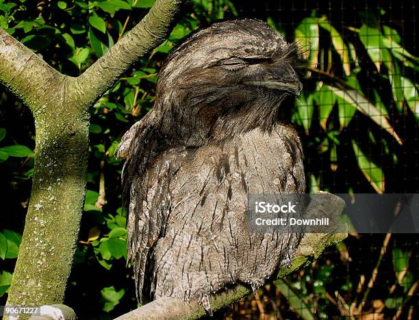 Owl Sleeping In The Sun Stock Photo - Download Image Now - Bird, Color Image, Contented Emotion