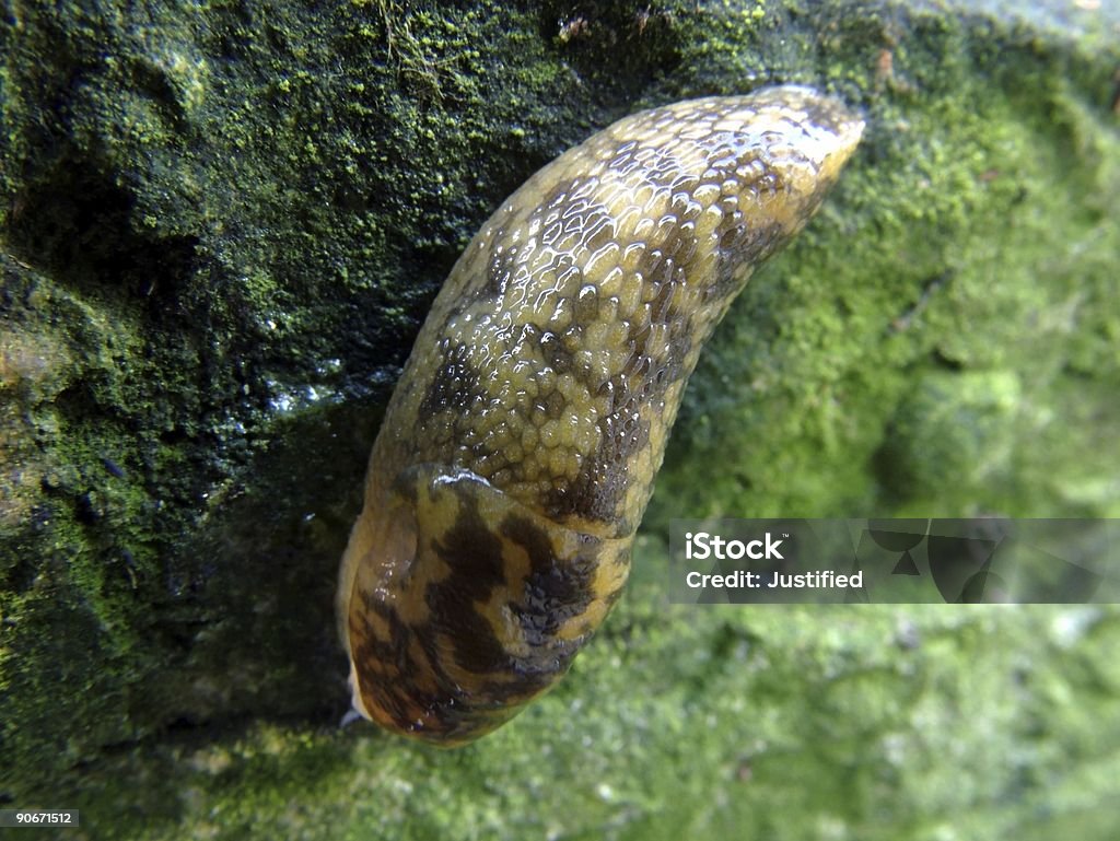 Slug 3  Animal Stock Photo