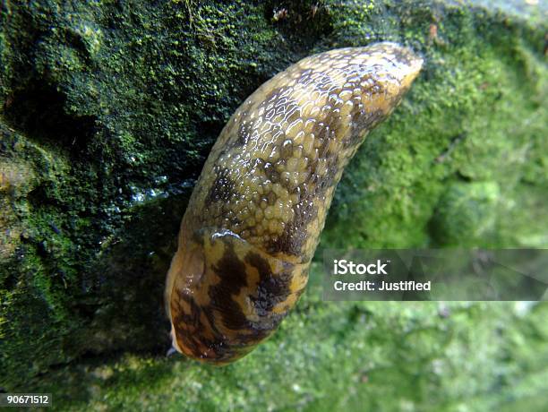 Slug 3 Stock Photo - Download Image Now - Animal, Color Image, Flowerbed