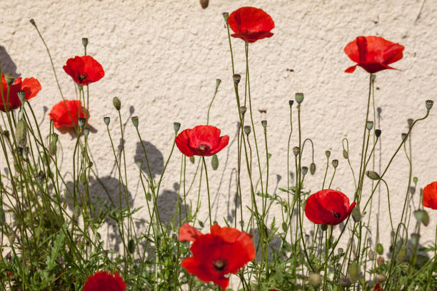 istock Group Red Poppy On Yellow Wall Background 906715930