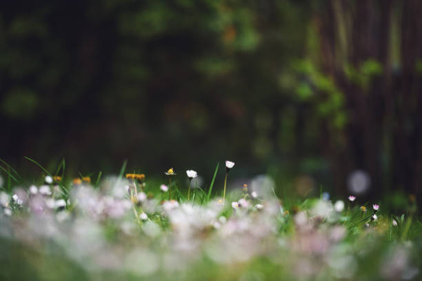 istock Field of Daisies In Spring 906716172