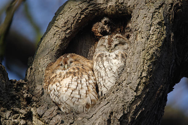 Tawny Owls stock photo