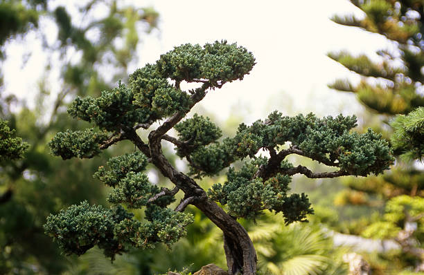 Bonsai - foto de acervo