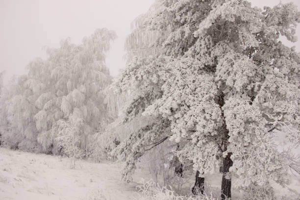 istock winter landscape with the fabulous trees covered with snow 906723606