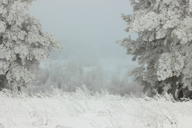 istock winter landscape with the fabulous trees covered with snow 906723748