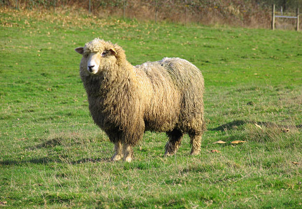 istock Old Dirty Sheep in a Field 90672515