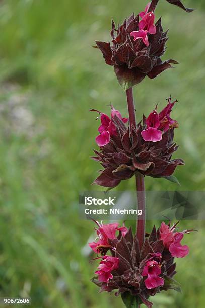 Pitcher Sage Salvia Spathacea Flowers Stock Photo - Download Image Now - Hummingbird Sage, Annual - Plant Attribute, April