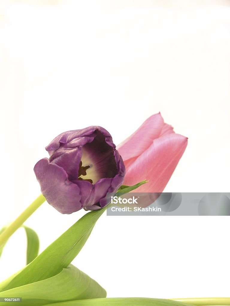 Tulipani primaverili - Foto stock royalty-free di Bellezza naturale