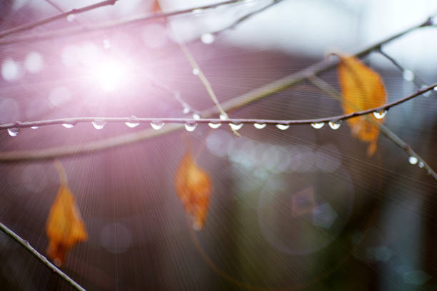 Drops of water on a branch in the garden