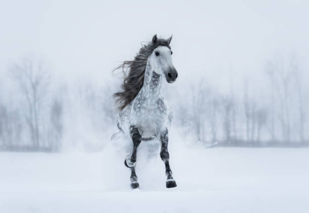 paesaggio nuvoloso invernale con cavallo grigio dalla virilizzazione al galoppo. - horse winter dapple gray gray foto e immagini stock
