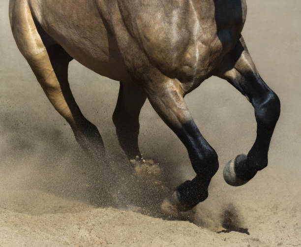 pattes noires de dun cheval courait bouchent dans la poussière de sable. - corps dun animal photos et images de collection