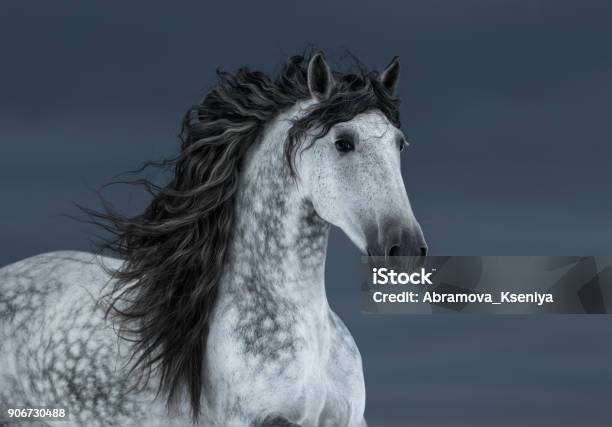 Photo libre de droit de Cheval Andalou Gris Longue Crinière En Mouvement Sur Ciel Nuage Sombre banque d'images et plus d'images libres de droit de Cheval