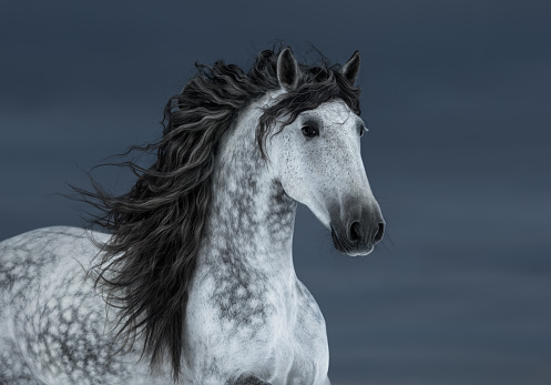 Portrait of gray long-maned Andalusian Horse in motion on dark cloud sky.