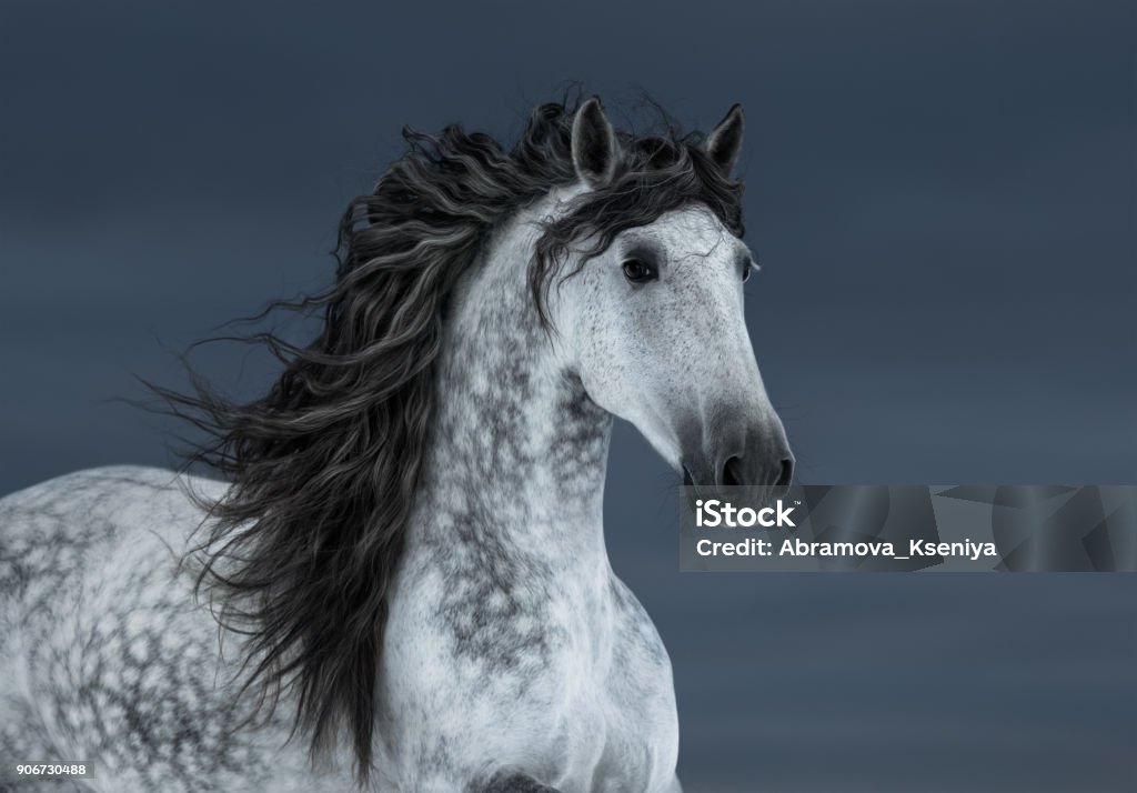 Gray long-maned Andalusian Horse in motion on dark cloud sky. Portrait of gray long-maned Andalusian Horse in motion on dark cloud sky. Horse Stock Photo