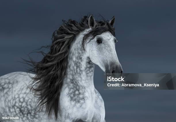 Gray Longmaned Andalusian Horse In Motion On Dark Cloud Sky Stock Photo - Download Image Now