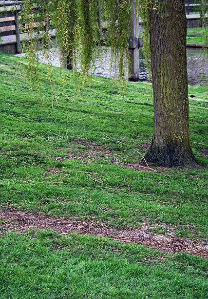 Tree in Park stock photo