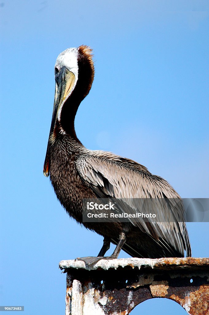 Pelican im Hafen - Lizenzfrei Aquatisches Lebewesen Stock-Foto