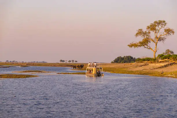 Boat cruise and wildlife safari on Chobe River, Namibia Botswana border, Africa. Chobe National Park, famous wildlilfe reserve and upscale travel destination.