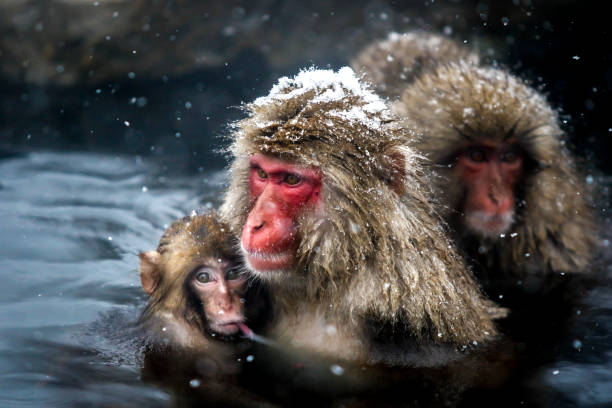 istock Snow monkeys at Jigokudani, nagano, Japan 906735648