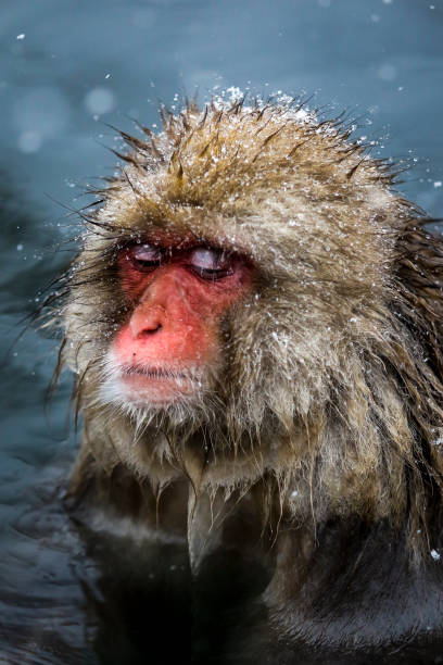 istock Snow monkeys at Jigokudani, Nagano, Japan 906735702