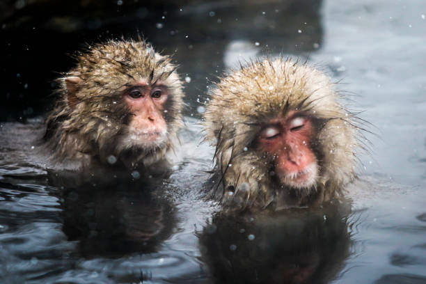 istock Snow monkeys at Jigokudani, Nagano, Japan 906735712