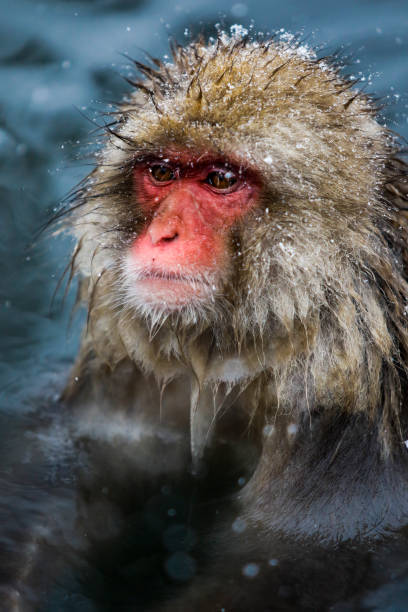 istock Snow monkeys at Jigokudani, Nagano, Japan 906735714