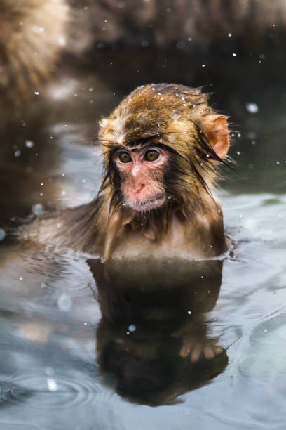 istock Snow monkeys at Jigokudani, Nagano, Japan 906735734
