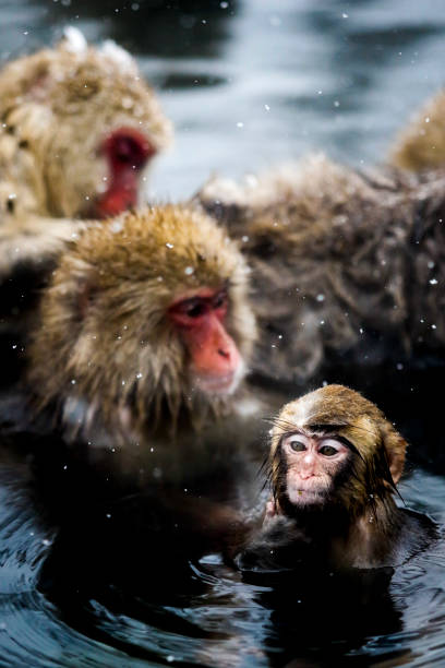 istock Snow monkeys at Jigokudani, Nagano, Japan 906735738