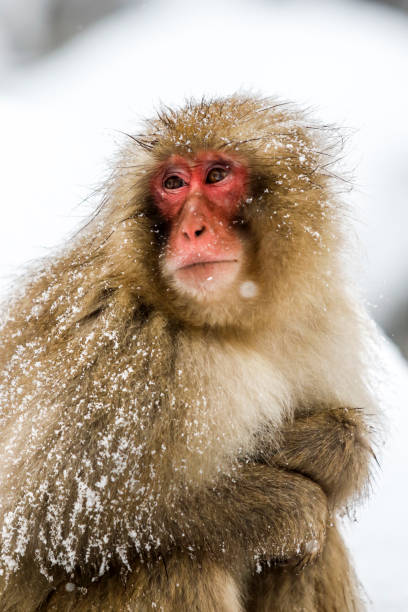 istock Snow monkeys at Jigokudani, Nagano, Japan 906735788