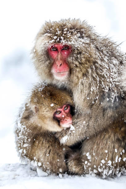 istock Snow monkeys at Jigokudani, Nagano, Japan 906735792