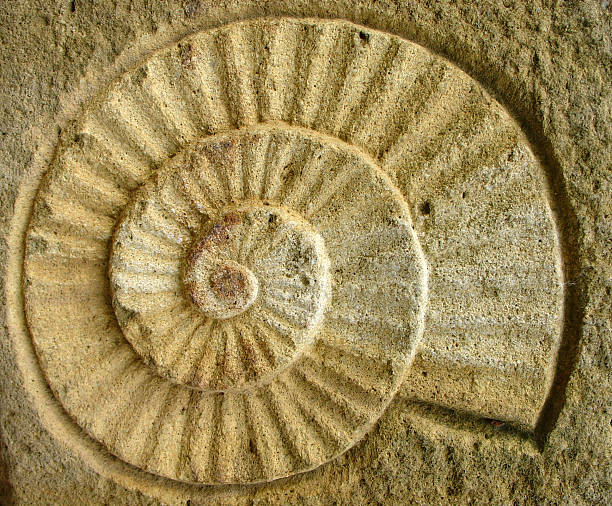 snail shell carved in stone stock photo