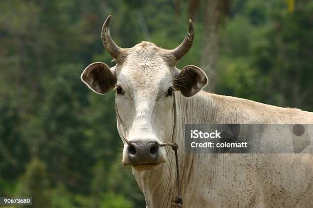 Vaca Olhando Para Você - Fotografias de stock e mais imagens de Agricultura - Agricultura, Animal, Animal Doméstico