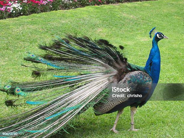 Peacock Fani To Pióra - zdjęcia stockowe i więcej obrazów Australia - Australia, Bez ludzi, Fotografika