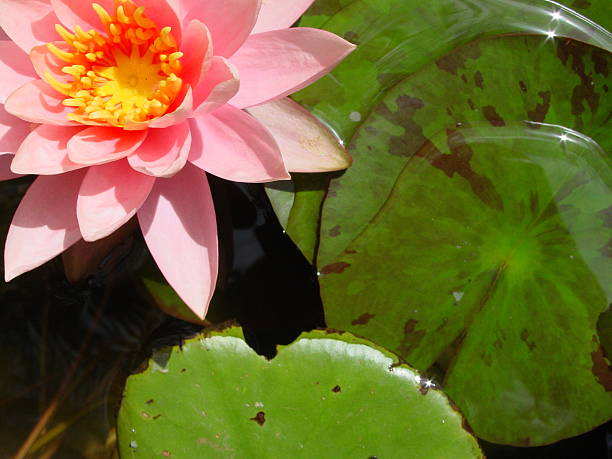 Pink lilly in pond stock photo