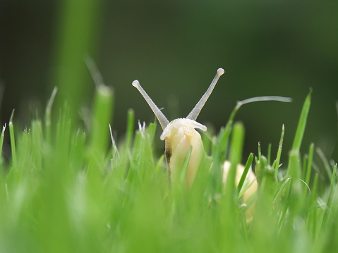 A snail makes its way across the Astroturf.