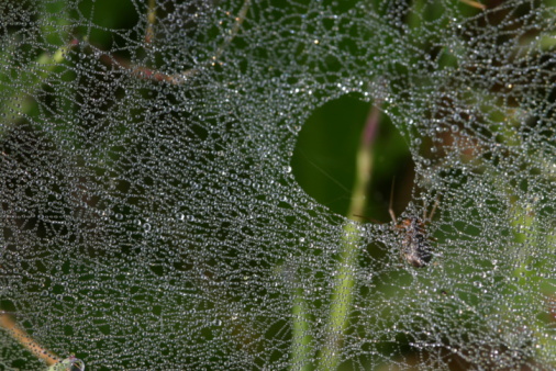 Whimsical Halloween Ambiance: White Wool Spiderweb Adorns Outdoor Park. Step into a world of enchantment with a whimsical Halloween concept featuring a delicate white fake wool spiderweb draping gracefully against the backdrop of an outdoor park. The ethereal beauty of the spiderweb adds a touch of magic to the natural surroundings, setting the stage for a charming and mystical Halloween celebration. Halloween concept, White fake wool, Spiderweb, Outdoor park, Whimsical ambiance, Enchanting backdrop, Halloween decorations, Ethereal beauty, Outdoor celebration, Halloween magic, Seasonal decor, Outdoor charm, Halloween vibes, Halloween spirit, Spooky atmosphere, October festivities, Halloween traditions, Festive decoration, Halloween excitement, Halloween night, Halloween fun, Halloween ambiance, Park scenery, Outdoor enchantment.