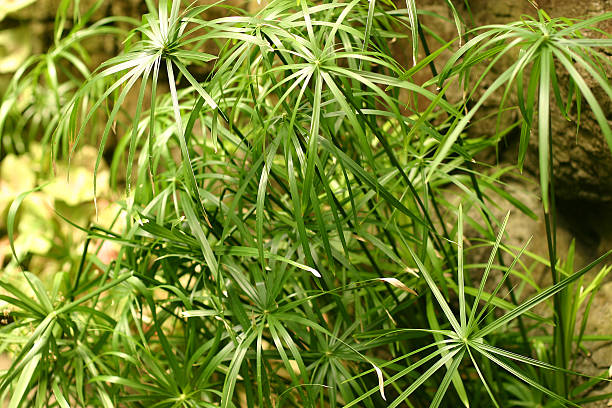 Long-leaf plants stock photo