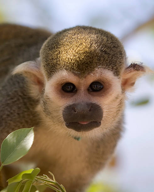 squirrel monkey stock photo