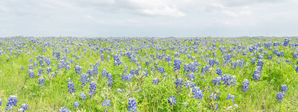 istock Close-up top view Bluebonnet blanket in Ennis, Texas, USA at springtime 906740852