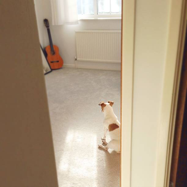 istock Dog sitting in an empty room sunbathing through the window, England 906741110