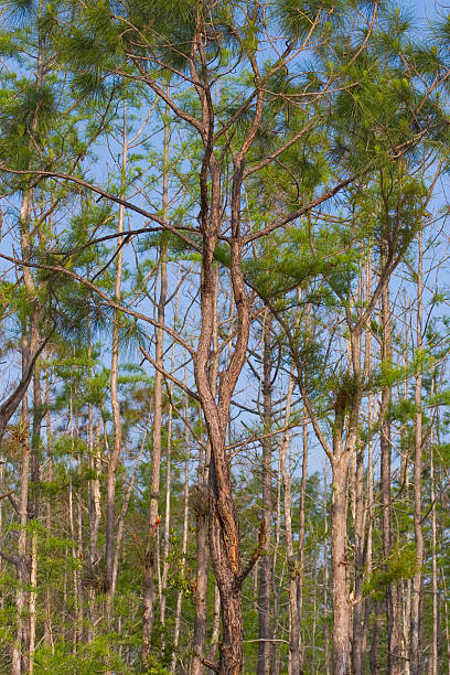 Crop of Intertwined Pine Trees stock photo