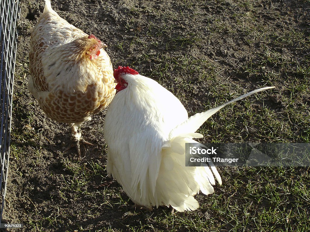 - Huhn - Lizenzfrei Agrarbetrieb Stock-Foto