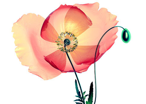 xray flower isolated on black, the poppy papaver, 3d illustration