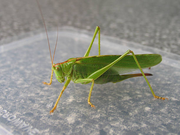 big grasshopper on microwave lid stock photo